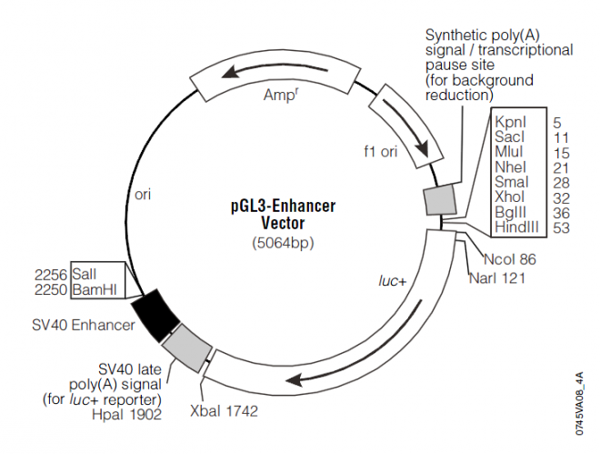 pGL3-Enhancer 载体图谱