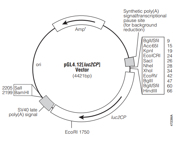 pGL4.12[luc2CP] 质粒图谱