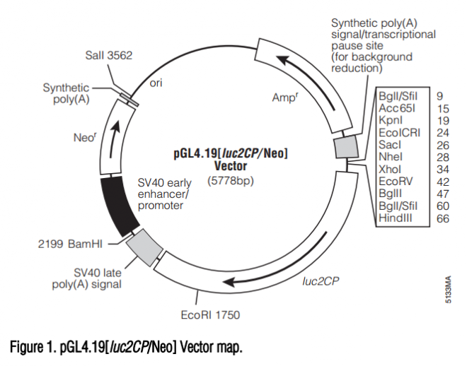 pGL4.19[lucCP/Neo] 质粒图谱