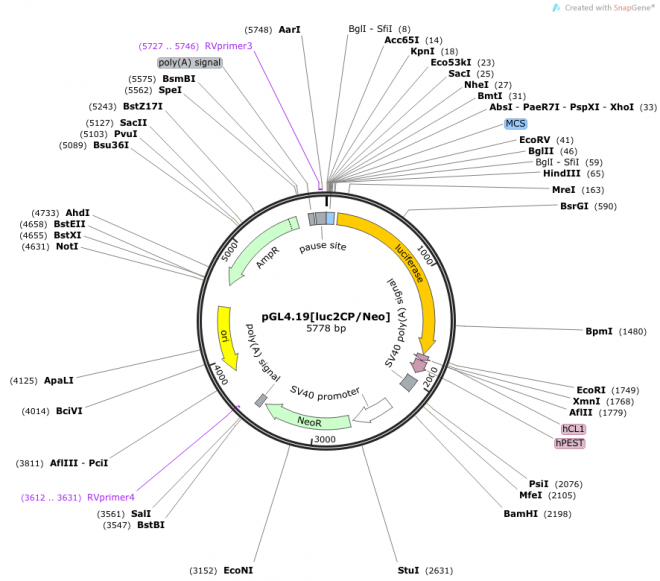 pGL4.19[lucCP/Neo] 载体图谱