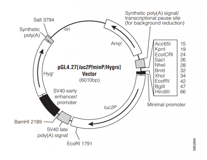 pGL4.27[luc2P/minP/Hygro] 质粒图谱