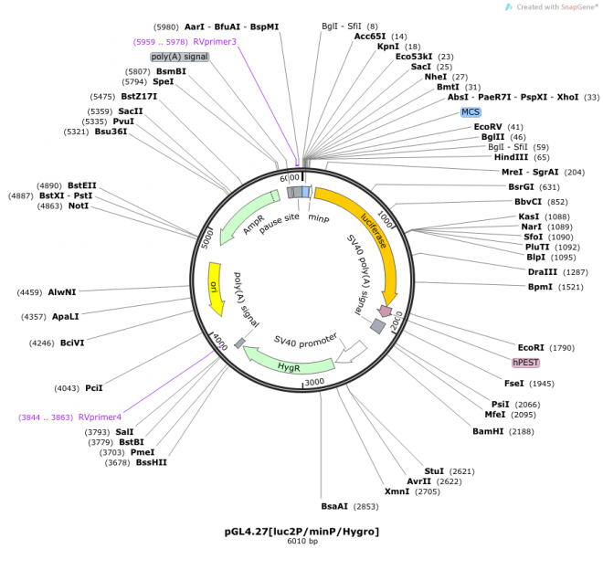 pGL4.27[luc2P/minP/Hygro] 载体图谱