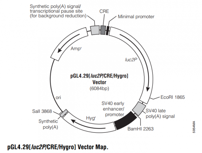 pGL4.29[luc2P/CRE/Hygro] 质粒图谱