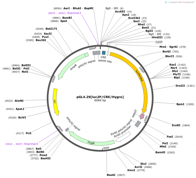 pGL4.29[luc2P/CRE/Hygro] 载体图谱