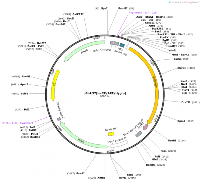 pGL4.37[luc2P/ARE/Hygro] 载体图谱