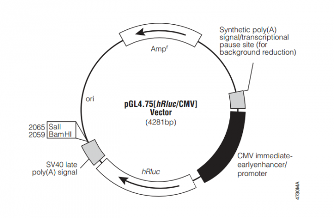 pGL4.75[hRluc/CMV] 载体图谱