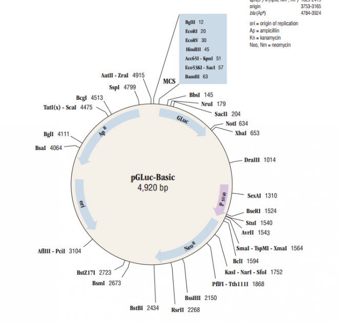 pGluc-Basic 质粒图谱