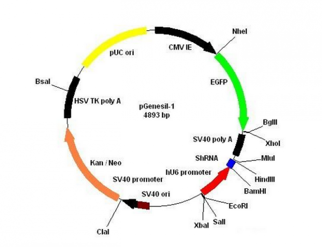 pGenesil-1质粒图谱