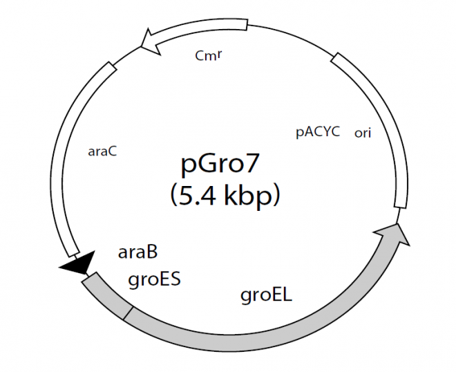 pGro7 质粒图谱