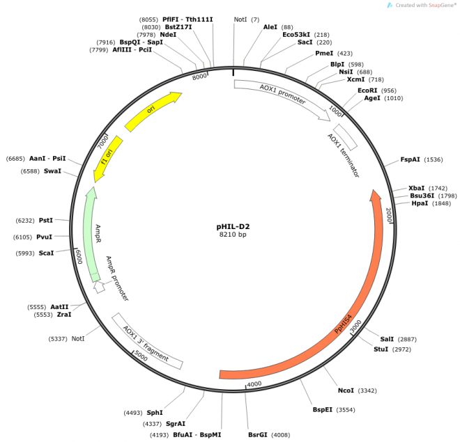 pHIL-D2 载体图谱