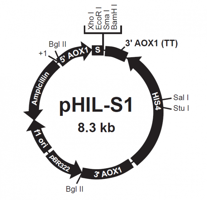 pHIL-S1 质粒图谱