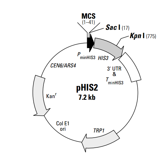 pHIS2质粒图谱