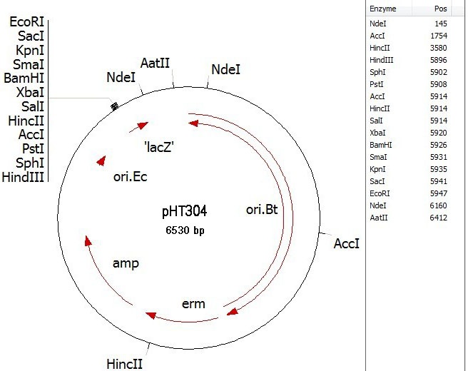 pHT304 质粒图谱