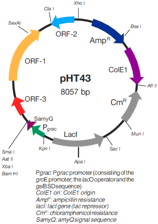 pHT43 质粒图谱