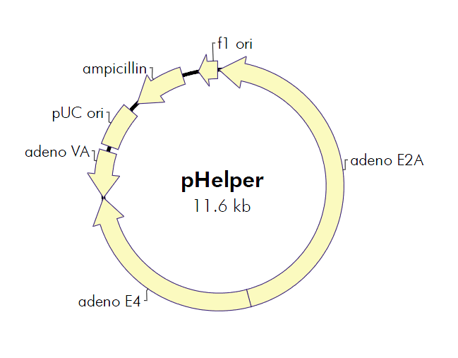 pHelper 质粒图谱