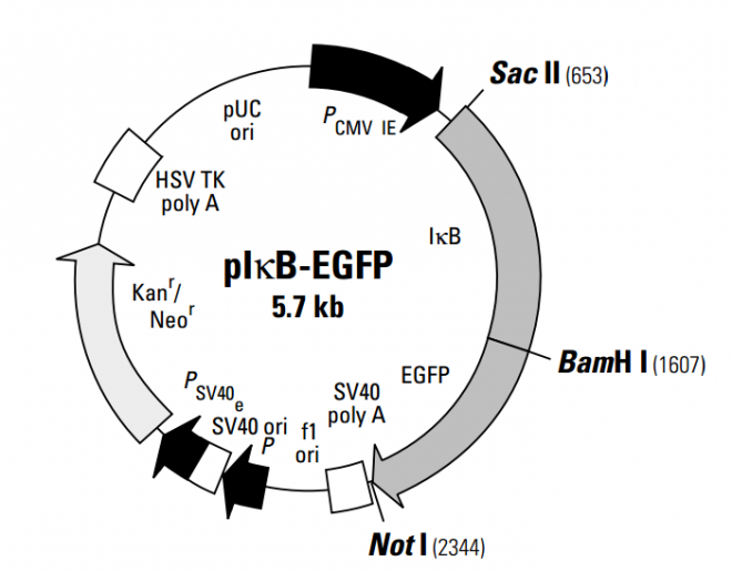 pIκB-EGFP 质粒图谱
