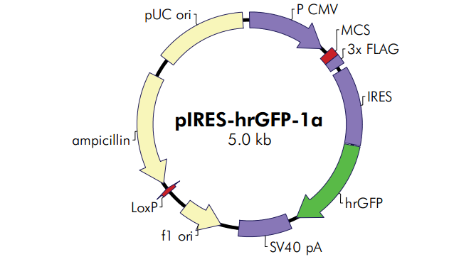 pIRES-hrGFP-1a 质粒图谱