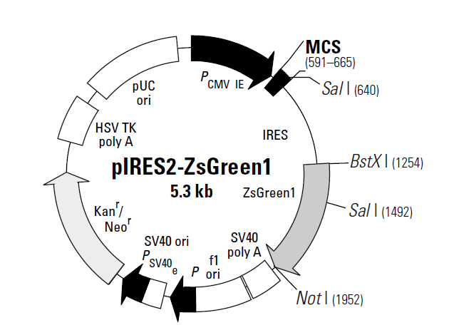 pIRES2-ZsGreen1 质粒图谱
