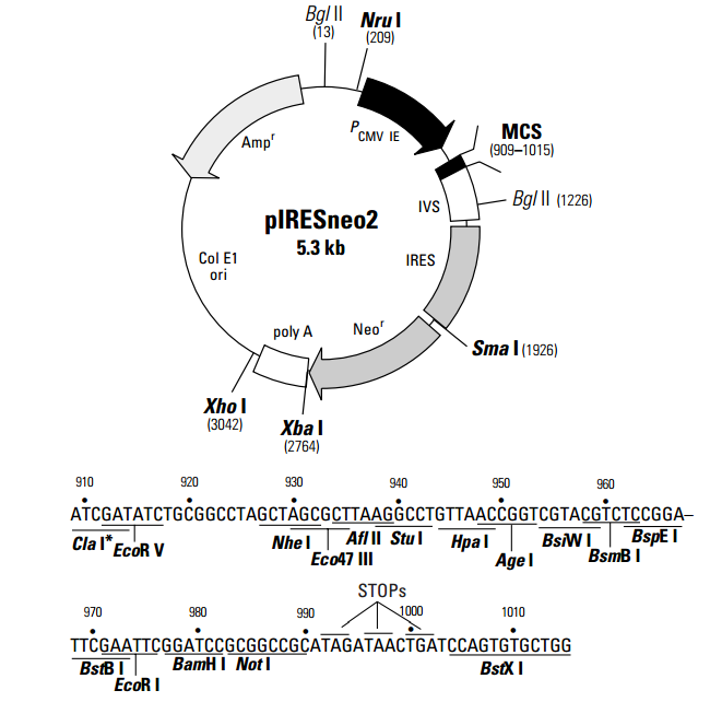 pIRESneo2 质粒图谱