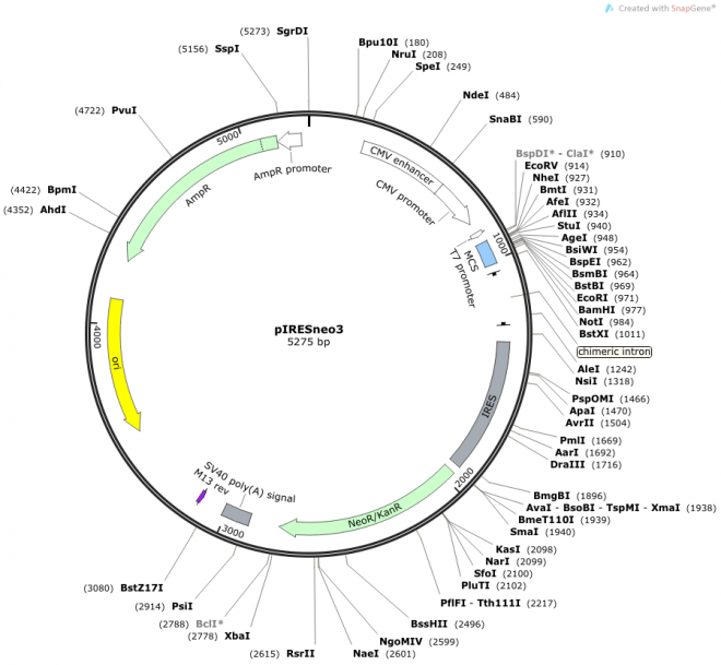 pIRESneo3 载体图谱