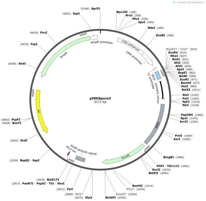 pIRESpuro3质粒图谱