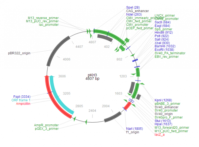 pKH3 质粒图谱