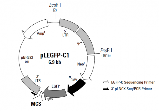 pLEGFP-C1 质粒图谱