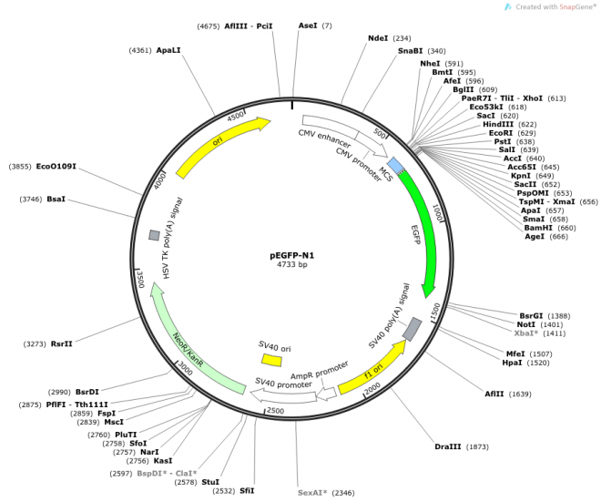 pLEGFP-N1 Vector Map