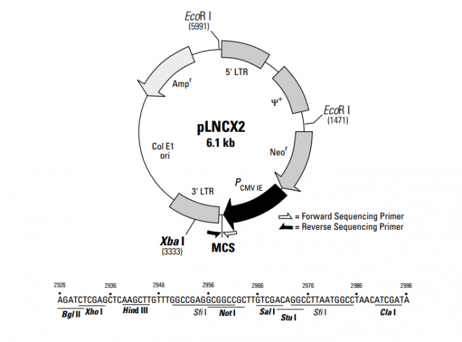 pLNCX2 质粒图谱