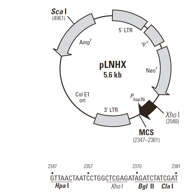 pLNHX 质粒图谱