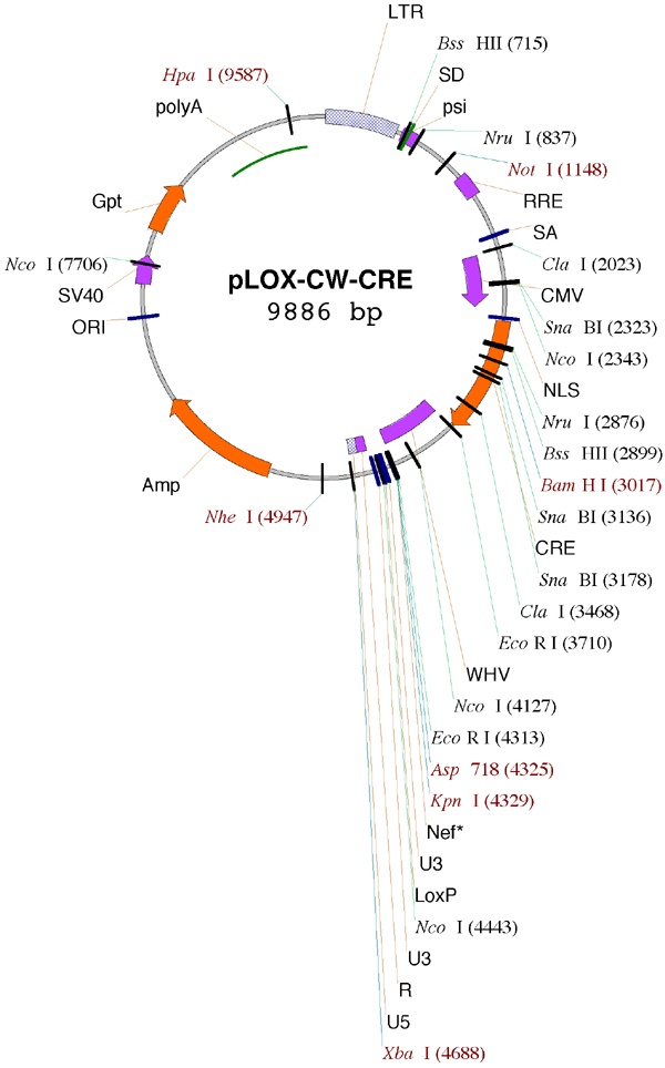 pLOX-CW-CRE质粒图谱