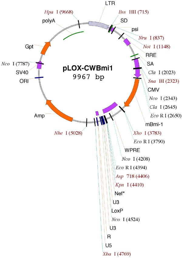 pLOX-CWBmi1质粒图谱