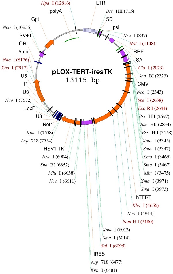 pLOX-TERT-iresTK 质粒图谱