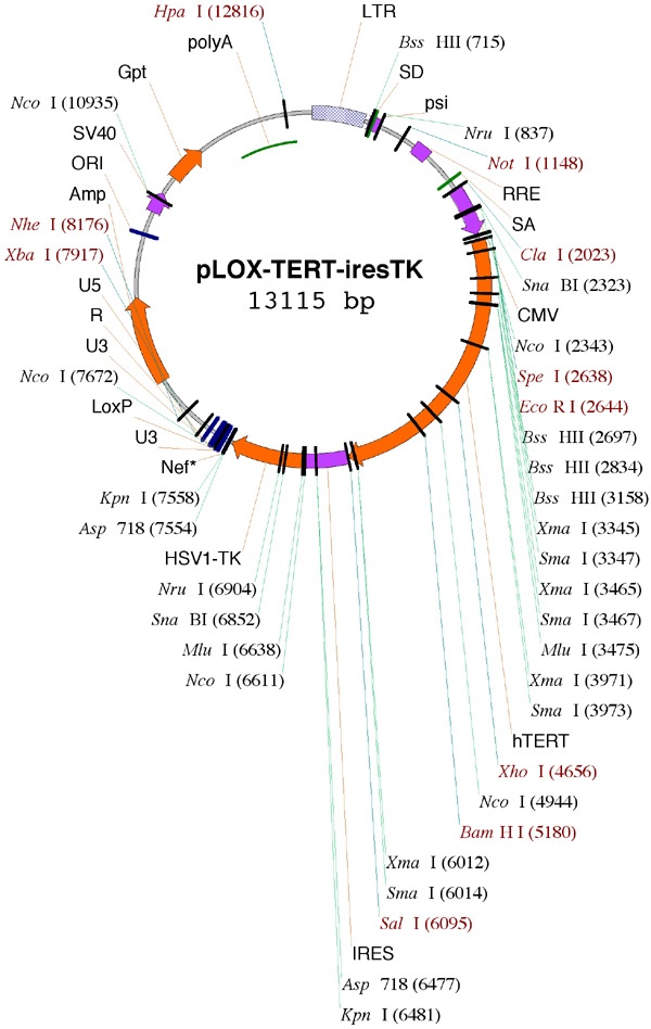 pLOX-TERT-iresTK 質(zhì)粒圖譜