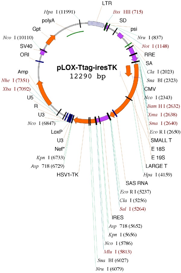 pLOX-Ttag-iresTK 质粒图谱