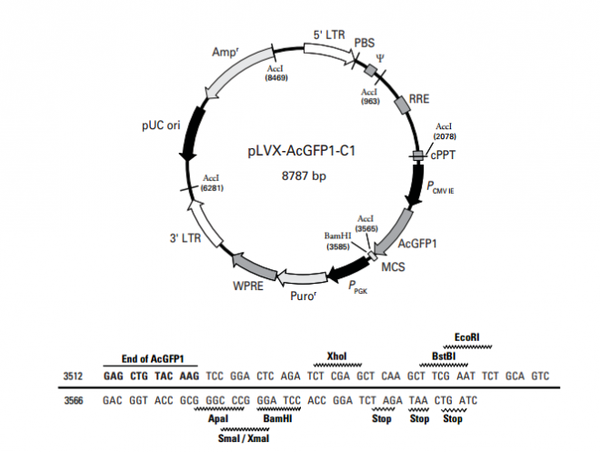 pLVX-AcGFP1-C1 质粒图谱