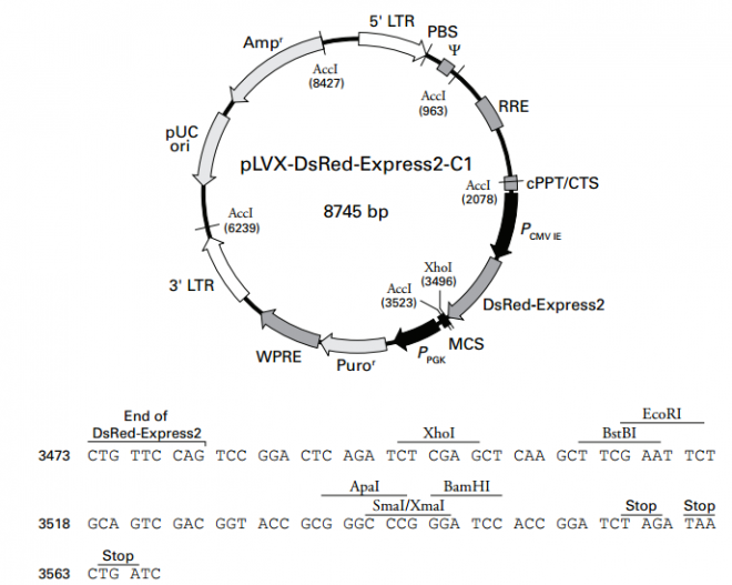 pLVX-DsRed-Express2-C1 质粒图谱