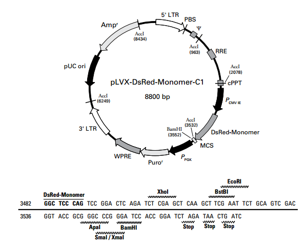 pLVX-DsRed-Monomer-C1 质粒图谱