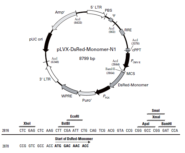 pLVX-DsRed-Monomer-N1 质粒图谱