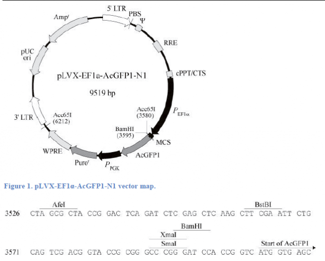 pLVX-EF1α-AcGFP1-N1 质粒图谱