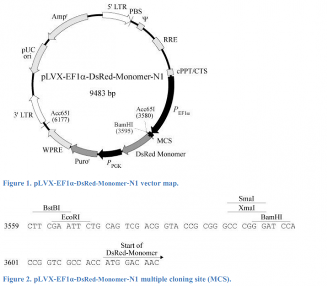 pLVX-EF1α-DsRed-Monomer-N1 质粒图谱