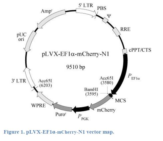 pLVX-EF1α-mCherry-N1 质粒图谱