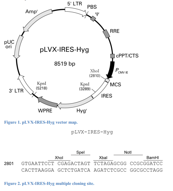 pLVX-IRES-Hyg 质粒图谱