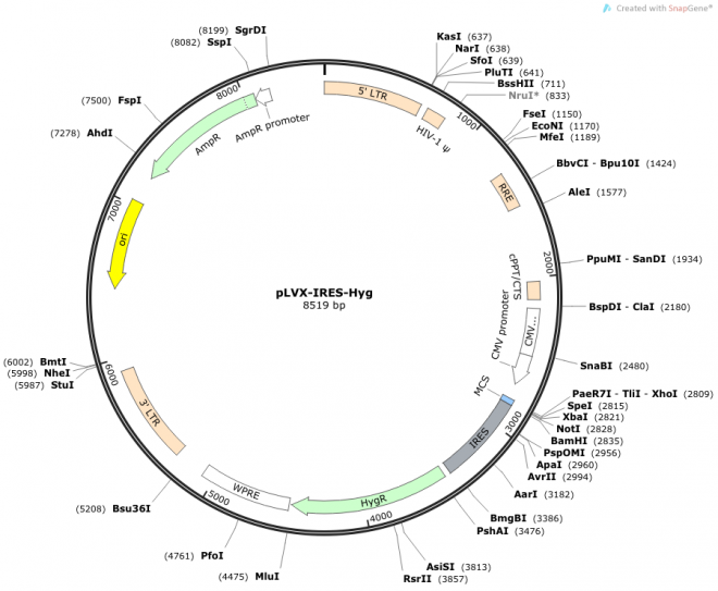 pLVX-IRES-Hyg 载体图谱