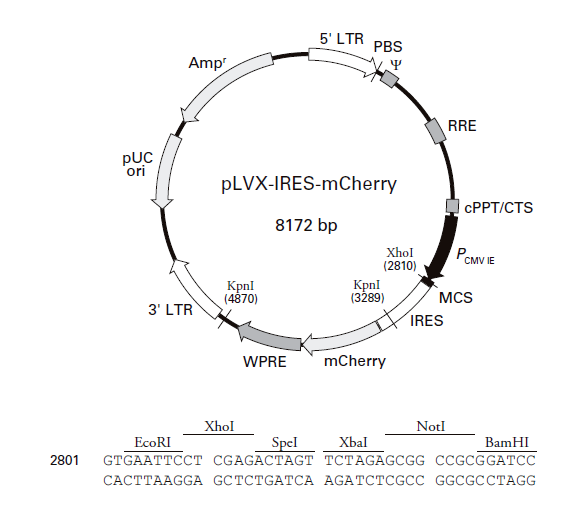 pLVX-IRES-mCherry 质粒图谱