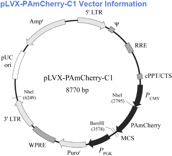 pLVX-PAmCherry-C1 质粒图谱