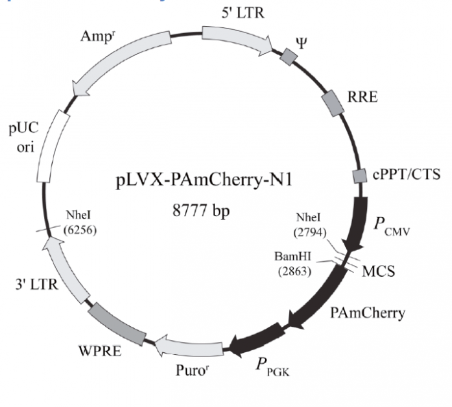 pLVX-PAmCherry-N1 质粒图谱