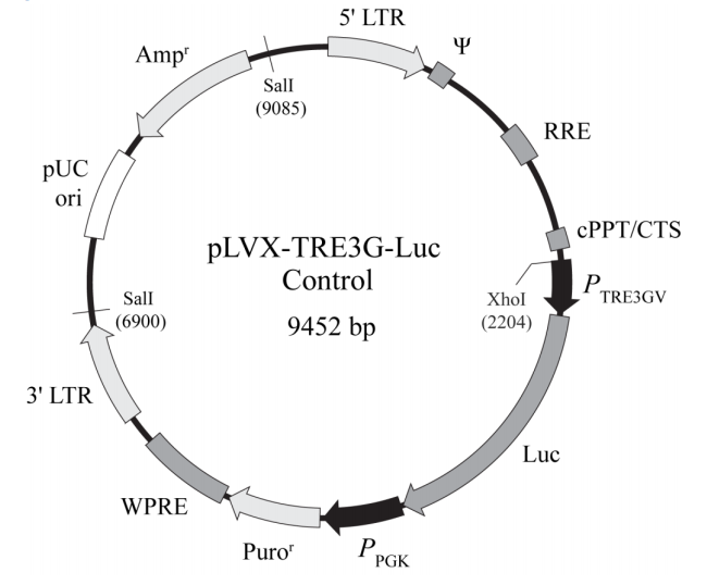 pLVX-TRE3G-Luc Control 质粒图谱