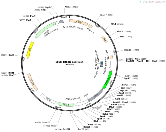 pLVX-TRE3G-ZsGreen1 载体图谱