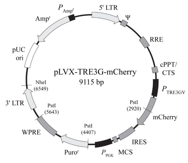 pLVX-TRE3G-mCherry 质粒图谱